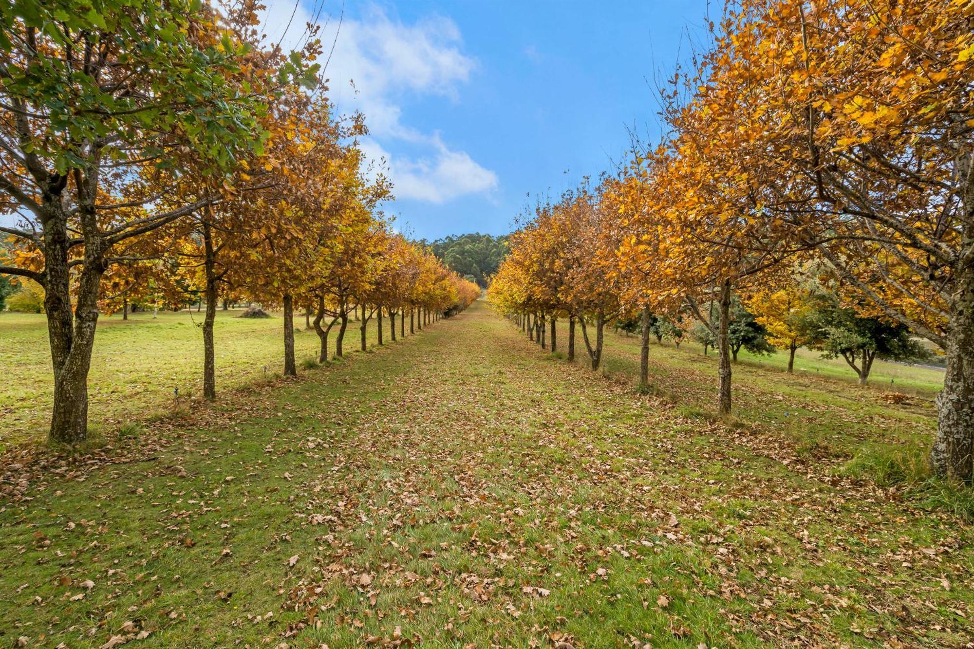 Blackwood Park Cottages Mole Creek Buitenkant foto